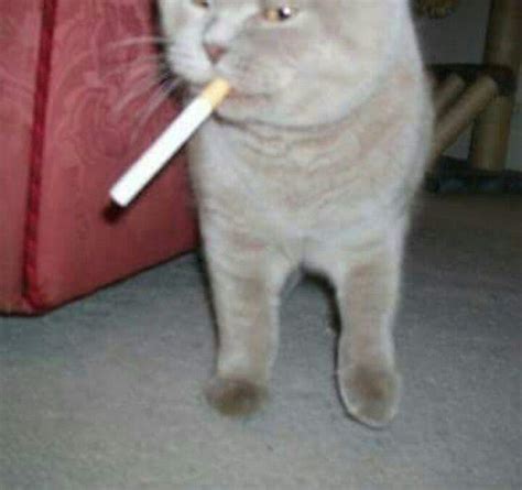 cat smoking meme